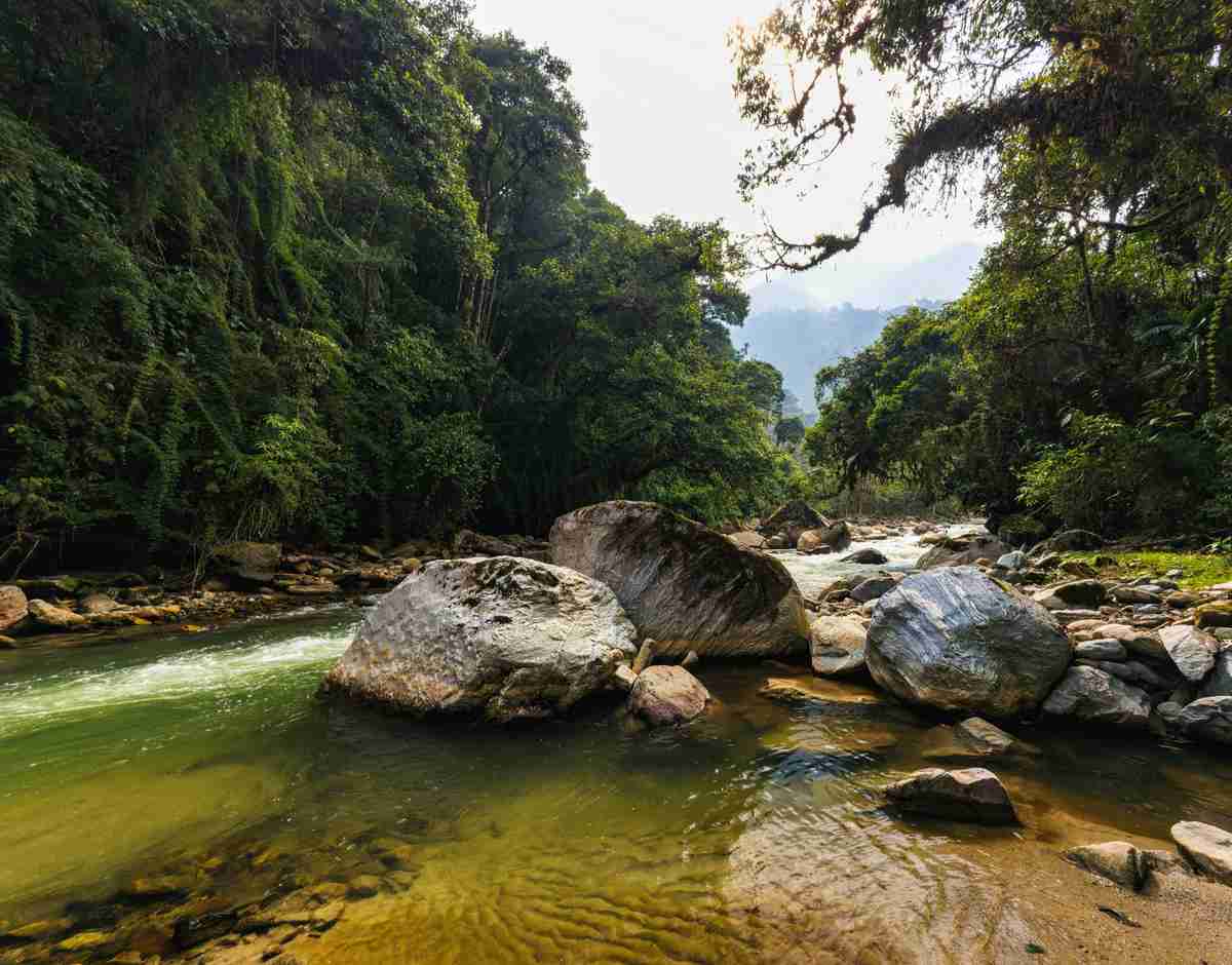 Scenic river flowing through a lush green forest with large rocks.